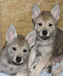 Wolfdog Hybrid Puppies