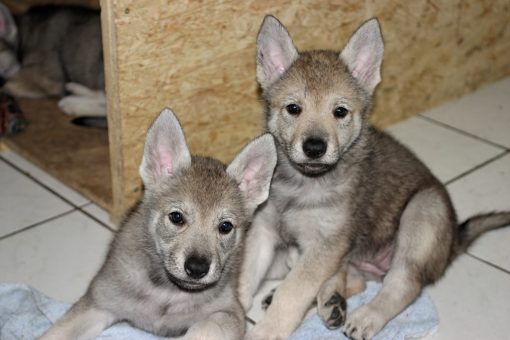 Wolfdog Hybrid Puppies