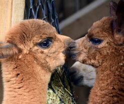baby llama