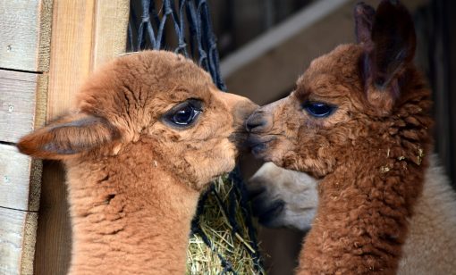 baby llama