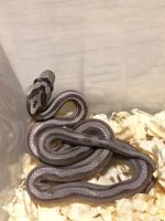 Baby Black African House Snake