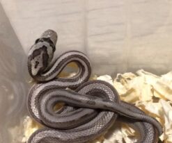 Baby Black African House Snake