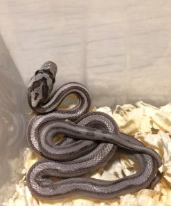 Baby Black African House Snake