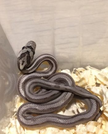 Baby Black African House Snake