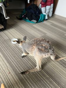 Kangaro2